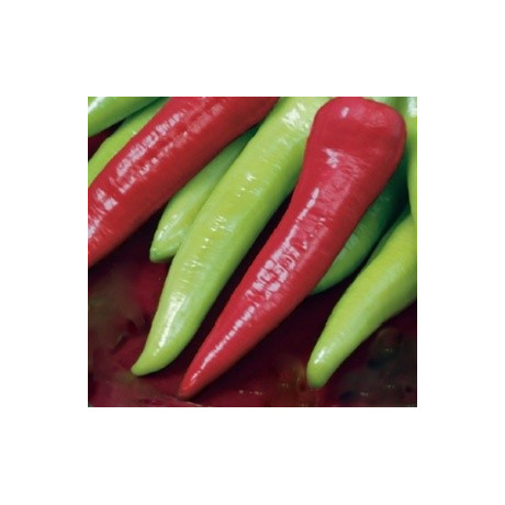 PAPRIKA zeleninová Sharon (F1) (Capsicum annuum) 10 semen