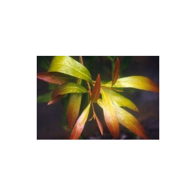 BUCKINGHAMIA celcissima 10 semen