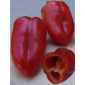 PAPRIKA zeleninová Rubinova (Capsicum annuum L.) 20 semen