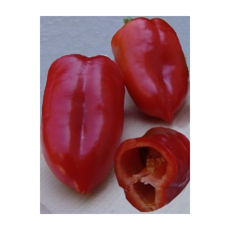 PAPRIKA zeleninová Rubinova (Capsicum annuum L.) 20 semen