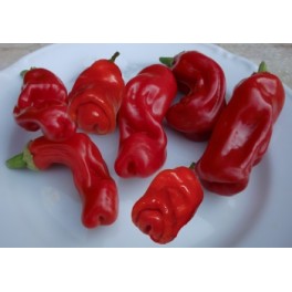 PAPRIKA chilli Peter Penis Pepper Red (Capsicum annuum) 10 semen  
