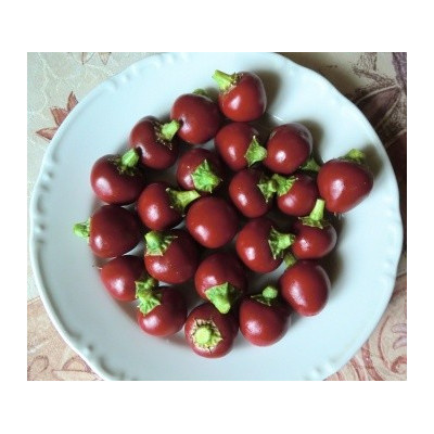 PAPRIKA třešňová ostrá Korál (Capsicum annuum) 30 semen