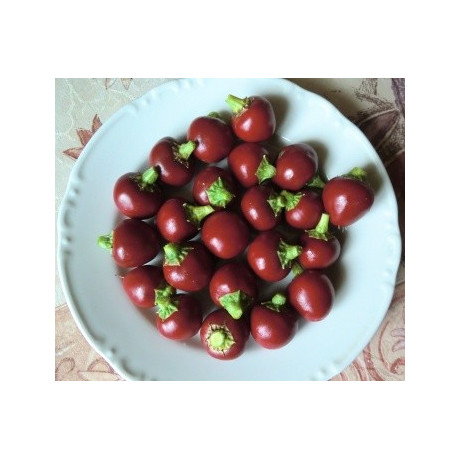 PAPRIKA třešňová ostrá Korál (Capsicum annuum) 30 semen