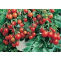 RAJČE keříčkové balkónové Bajaja (Solanum lycopersicum L) 20 semen