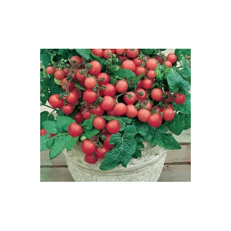 RAJČE keříčkové balkónové Vilma (Solanum lycopersicum L) 20 semen