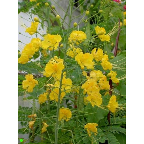 CAESALPINIA pulcherima v.flava ”Yellow Bird of Paradise Tree" 5s