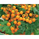 RAJČE keříčkové balkónové Venus (Solanum lycopersicum L) 20 semen
