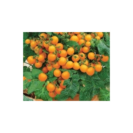 RAJČE keříčkové balkónové Venus (Solanum lycopersicum L) 20 semen