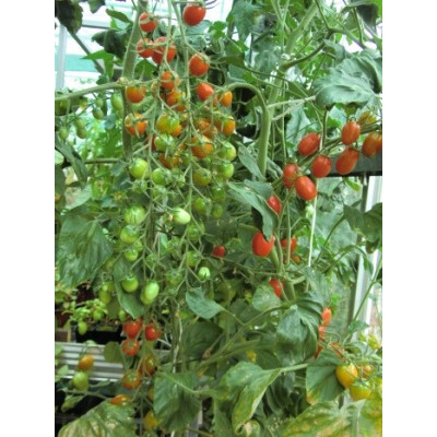 RAJČE tyčkové datlové Mandat (F1) (Solanum lycopersicum L) 8 semen.