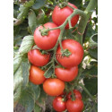 RAJČE tyčkové Tornádo (F1) (Solanum lycopersicum L.) 20 semen