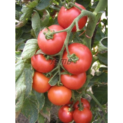 RAJČE tyčkové Tornádo (F1) (Solanum lycopersicum L.) 20 semen