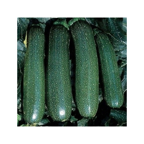 TYKEV - CUKETA Ambassador (F1) (Cucurbita pepo L.) 5 semen