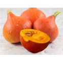 TYKEV velkoplodá Hokkaido Orange (Cucurbita maxima Duchesne) 5 semen