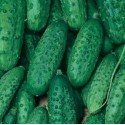 OKURKA nakládačka Altaj (F1) (Cucumis sativus L.) 15 semen