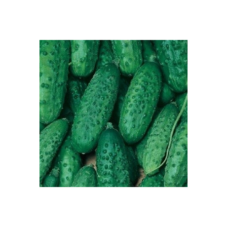 OKURKA nakládačka Altaj (F1) (Cucumis sativus L.) 15 semen