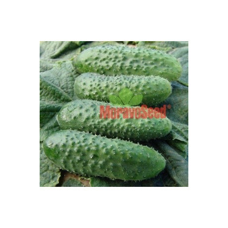 OKURKA nakládačka Alhambra F1 (Cucumis sativus L.) 15 semen