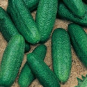 OKURKA nakládačka Karen F1 (Cucumis sativus L.) 15 semen