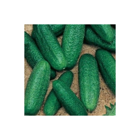 OKURKA nakládačka Karen F1 (Cucumis sativus L.) 15 semen