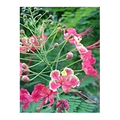CAESALPINIA pulcherrima "Pink Bird of Paradise Tree"  5 semen