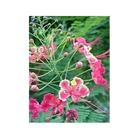 CAESALPINIA pulcherrima "Pink Bird of Paradise Tree"  5 semen
