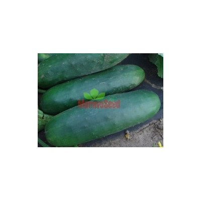OKURKA salátová Ramzes F1 (Cucumis sativus L.) 10 semen