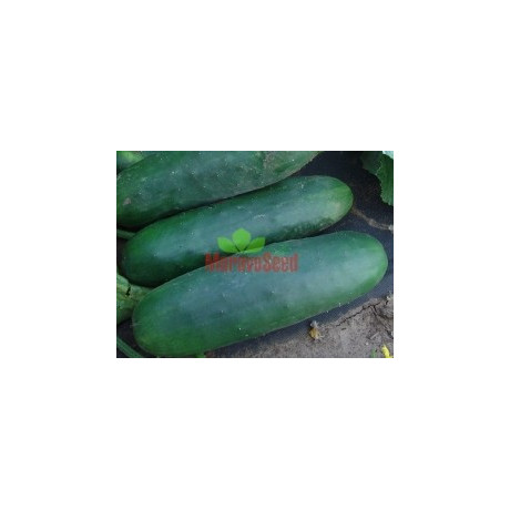 OKURKA salátová Ramzes F1 (Cucumis sativus L.) 10 semen