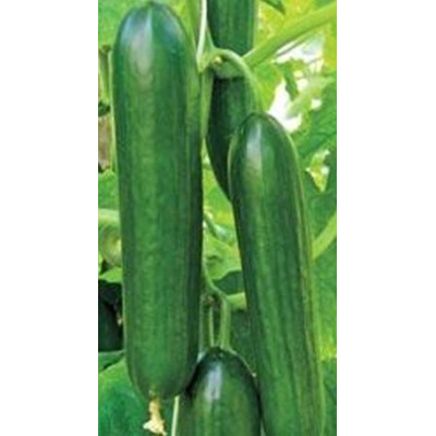 OKURKA salátová Twenty F1 (Cucumis sativus L.) 8 semen