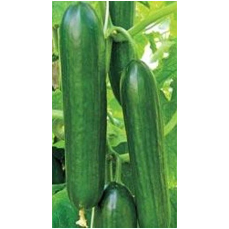 OKURKA salátová Twenty F1 (Cucumis sativus L.) 8 semen
