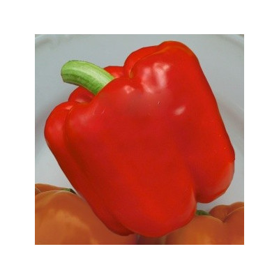 PAPRIKA zeleninová Saskia F1 (Capsicum annuum) 10 semen