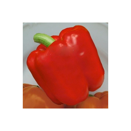 PAPRIKA zeleninová Saskia F1 (Capsicum annuum) 10 semen