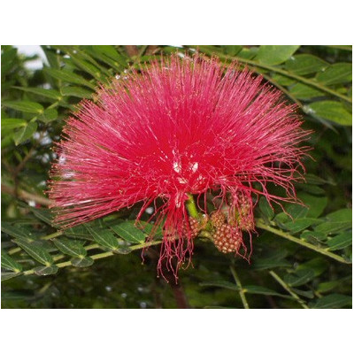 CALLIANDRA eriophylla "Fairy Duster" 5 semen