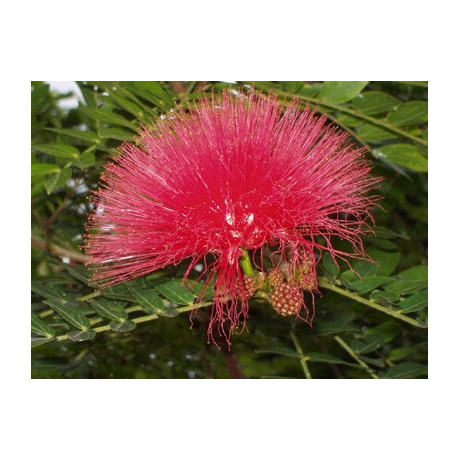 CALLIANDRA eriophylla "Fairy Duster" 5 semen