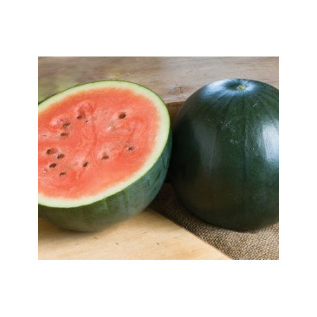 MELOUN vodní Sugar Baby (Citrullus lanatus) 10 semen