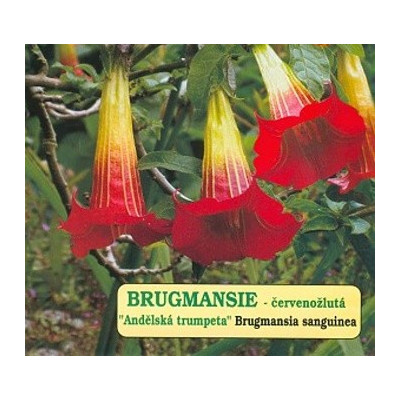 BRUGMANSIA sanguinea "Andělská trumpeta" 2 semena