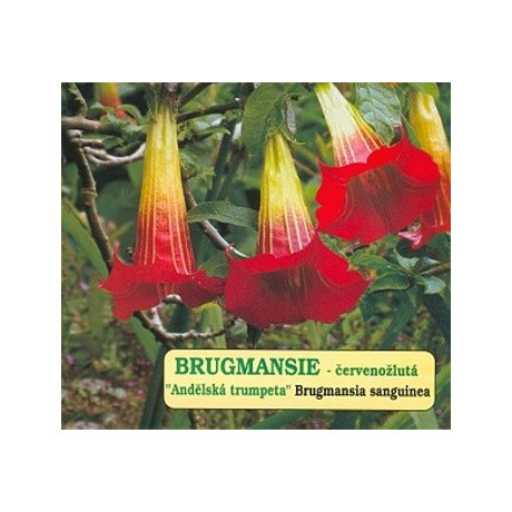 BRUGMANSIA sanguinea "Andělská trumpeta" 2 semena