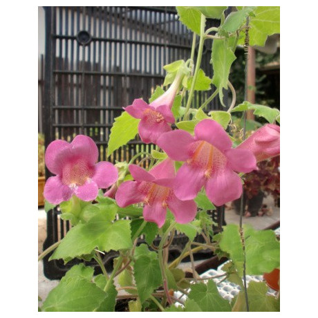 ASARINA erubescens "Popínavá Gloxinie" 50 semen