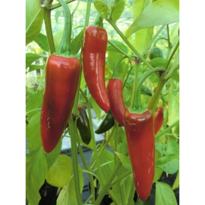 PAPRIKA Jalapeno (Capsicum annum) 10 semen