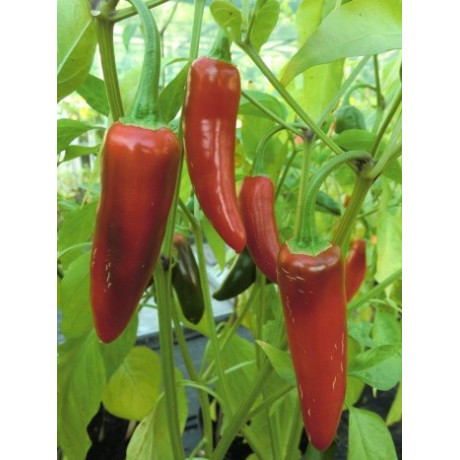 PAPRIKA Jalapeno (Capsicum annum) 10 semen
