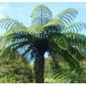 CYATHEA medullaris “Černá stromová kapradina“ (porce)