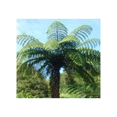CYATHEA medullaris “Černá stromová kapradina“ (porce)
