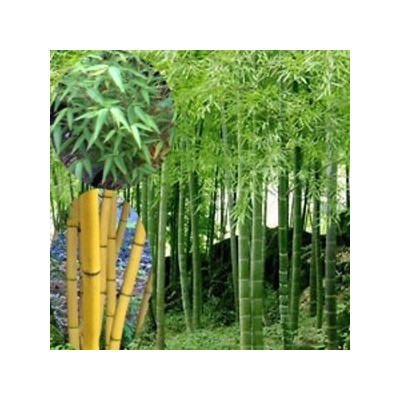 PHYLLOSTACHYS edulis 15 semen