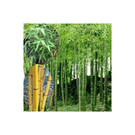 PHYLLOSTACHYS edulis 15 semen