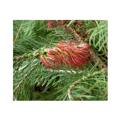 CALOTHAMNUS guadrifidus "Kvetoucí borovice" 100 semen