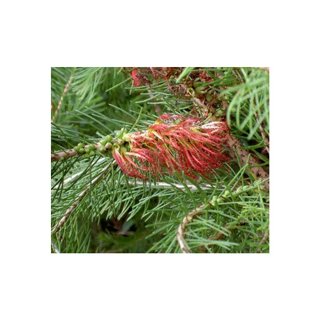 CALOTHAMNUS guadrifidus "Kvetoucí borovice" 100 semen