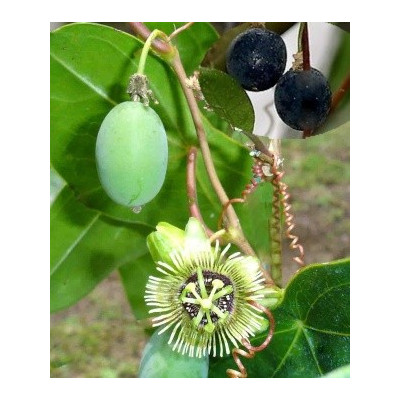 PASSIFLORA coriacea 3 semena