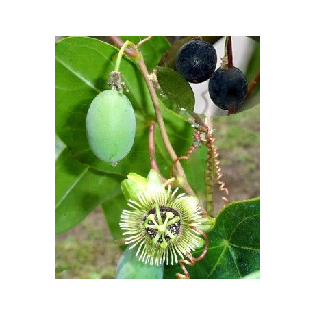 PASSIFLORA coriacea 3 semena