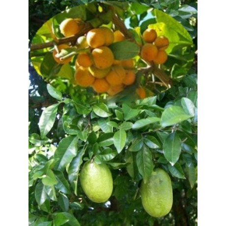 SWINGLEA glutinosa 15 semen