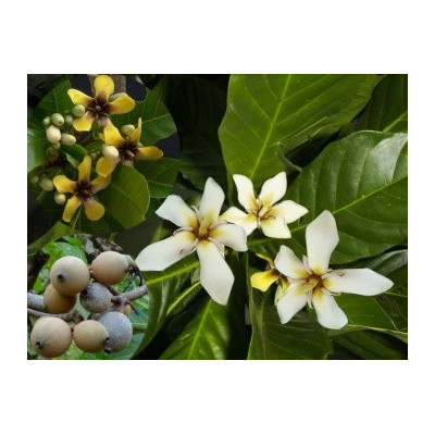 GENIPA americana 3 semena