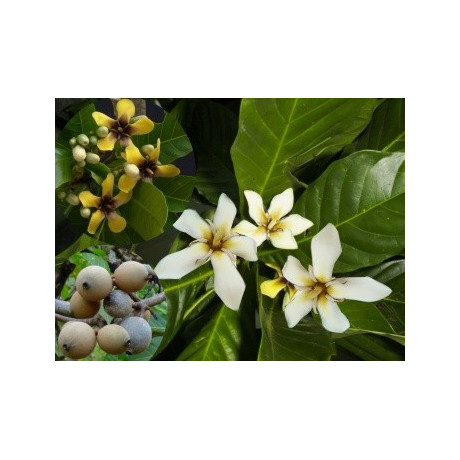 GENIPA americana 3 semena