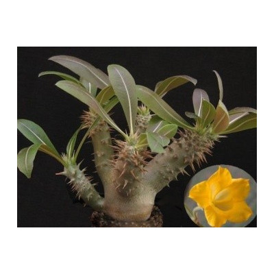 PACHYPODIUM horombense 3 semena